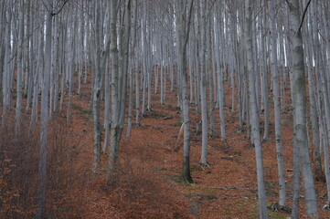 Owl Mountains, Poland