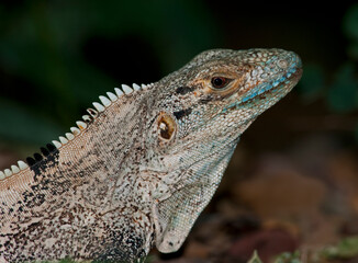 Black Iguana Portrait