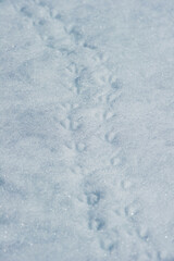 Penguin tracks on the snow