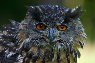 Eurasian Eagle Owl portrait