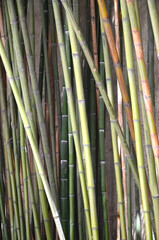 bamboo stalks grow very close to each other