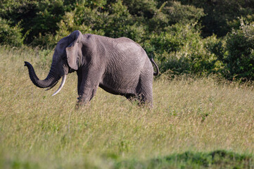 Elephants - Kenya, Africa, Masai Mara