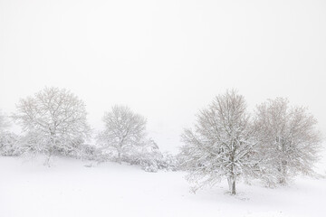 Fototapeta na wymiar Forest in snowy landscape, Galicia, Spain.