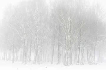 Forest in snowy landscape, Galicia, Spain.
