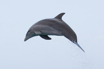 Delfin macht Sprung im Meer