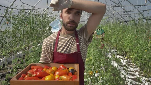 Tired, hardworking greenhouse owner taking off protective mask and wiping sweat while walking with wooden box full of freshly plucked organic tomatoes, diverse workers picking vegetables on background