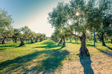 sun shining on olive tree plantation in spain