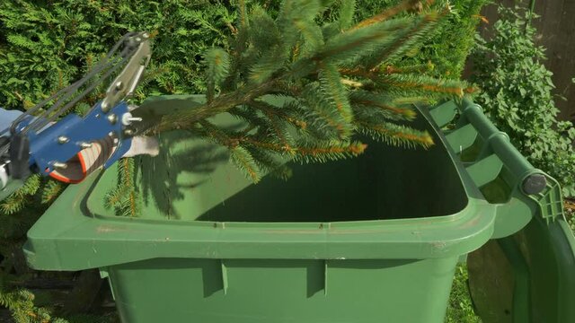 Closeup POV shot of a man wearing protective gloves, using a pruning saw to cut the end of a large conifer fir tree branch, which  drops into a green wheely bin, outside in strong sunshine.