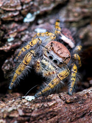 Close-up of a jumping Scolopax Spider