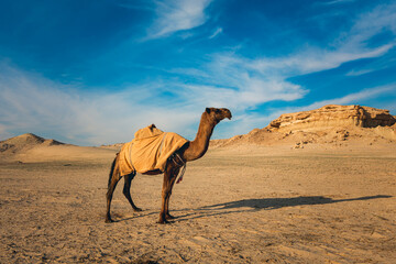 Landscape with camel in Al-Sarar desert, SAUDI ARABIA.