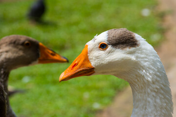 Close up portrait of geese
