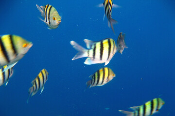 Naklejka na ściany i meble Colorful fish swim in the Red Sea around corals.