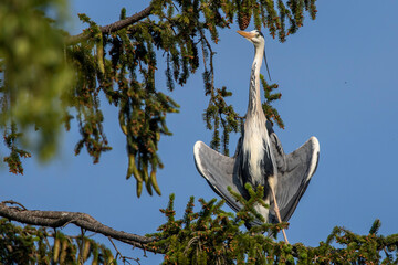 Graureiher (Ardea cinerea)