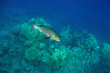 Colorful fish swim in the Red Sea around corals.