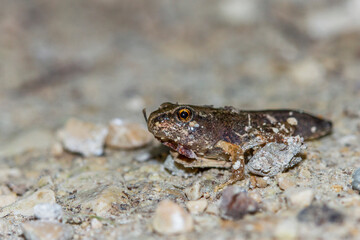 Grasfrosch oder Erdkröte in der Metamorphose