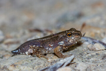 Grasfrosch oder Erdkröte in der Metamorphose