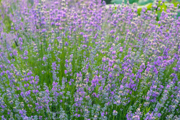 Lavender bushes in the garden on a summer sunny morning. Lavender hobby. Home growing.