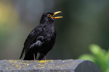 Amsel (Turdus merula) Männchen