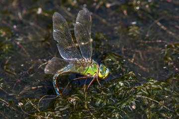 Große Königslibelle (Anax imperator) Weibchen