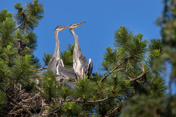 Graureiher (Ardea cinerea) Jungvögel