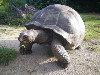 Close up ofa giant turtle eating green grass