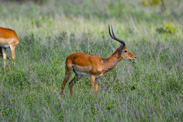 Impalas - Kenya, Africa, Masai Mara