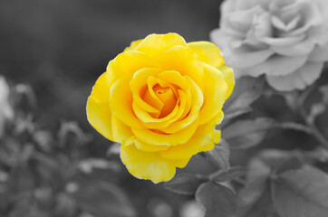 Colors of year 2021. Gray and Yellow. Beautiful rose flower in garden