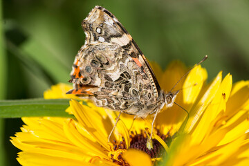 Western painted lady butterfly perched on  a yellow flower , in the garden                              