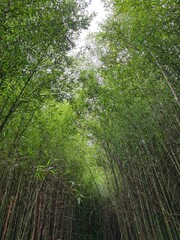 Bamboo forest 