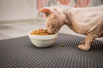 A bald cat eats food with appetite from a plate on a yellow rubber mat