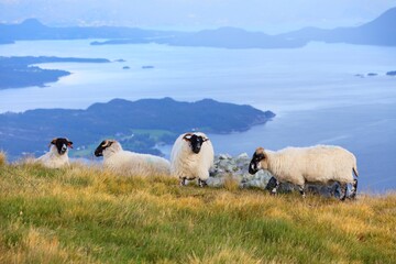 Obraz premium Sheep pasture in Norway