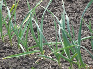 Photographed already grown, green, garlic in the field.