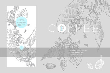 Obraz premium Template Coffee packaging design with coffee branch illustration in engraving style. Specialty coffee label tag. Vintage banner for fresh coffee roasted. Natural caffeine symbol. Cafe logo template.