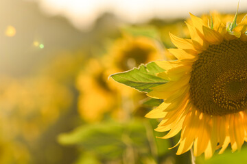 Sunflower during a summer sunset in the field