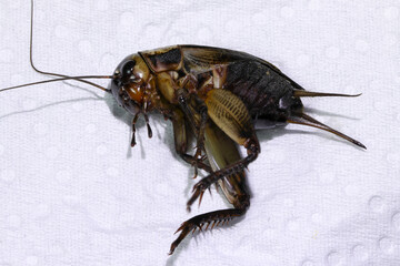 Common garden cricket - a lawn pest in George South Africa