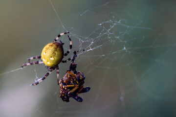 ragno sulla ragnatela con la preda