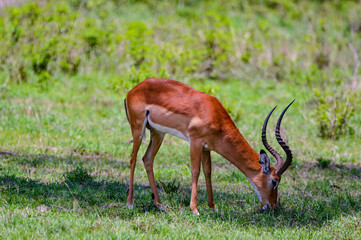 Impalas - Kenya, Africa, Masai Mara