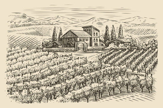 Vineyard landscape sketch. Hand drawn vintage vector illustration