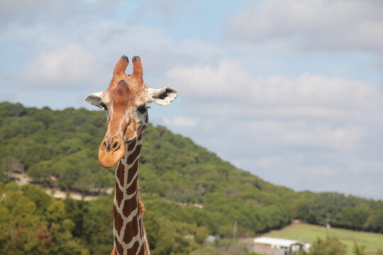 giraffe looking at the camera © Tomasland