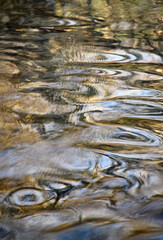 detail of circular shapes on the autumn water surface