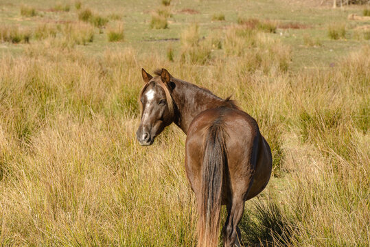 Chestnut colored horse with blonde hair in a filed of yellow, tall grass.