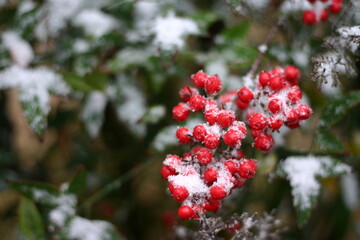 snow covered berries