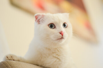 Fototapeta na wymiar White Scottish fold kitten with blue eyes portrait