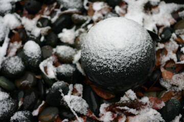mushroom in the forest