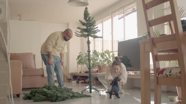 Cosy winter sunny morning. A couple in a home wear mounting an artificial Christmas tree. The brunette girl is calling a datchund puppy and plays with it. Still full shot high quality video footage.