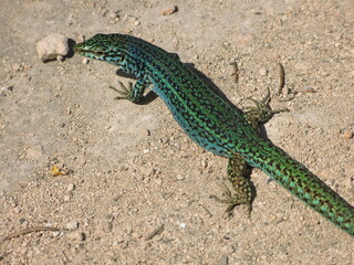 Formentera wall lizard (Podarcis pityusensis formentera) - endemic species the island of Formentera, and nearby rocky islets, in the Balearic Islands of Spain