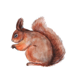 Cute watercolor squirrel on a white background. Wild forest animal. Sketch. Perfect illustration for your poster, postcard, and any other design!