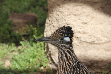 roadrunner in front of rock 