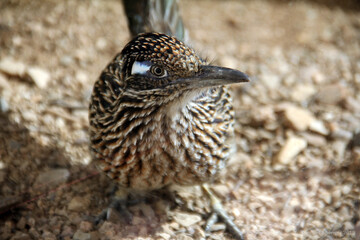 roadrunner staring at camera