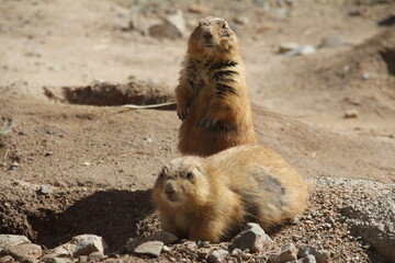 prairie dogs watching and alert